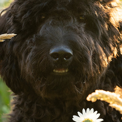 CalendarsRUs Labradoodle Slimline Kalender 2026