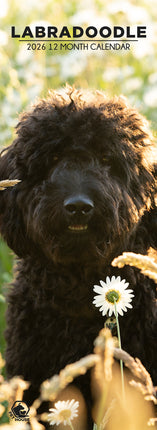CalendarsRUs Labradoodle Slimline Kalender 2026