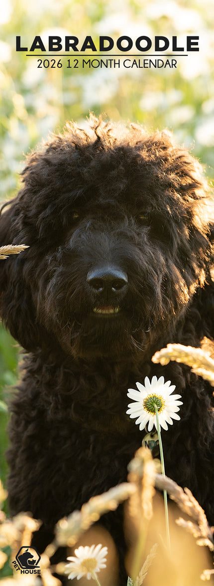CalendarsRUs Labradoodle Slimline Kalender 2026
