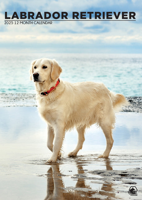 CalendarsRUs Labrador Retriever Blond A3 Kalender 2025