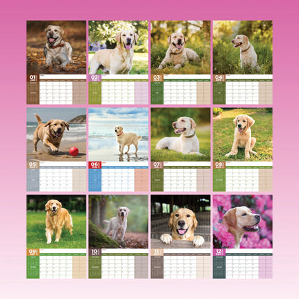 CalendarsRUs Labrador Retriever Blond A3 Kalender 2026