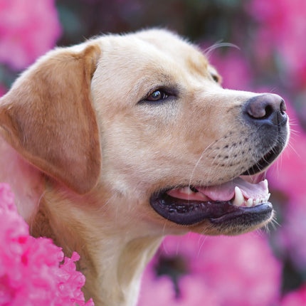 CalendarsRUs Labrador Retriever Blond A3 Kalender 2026