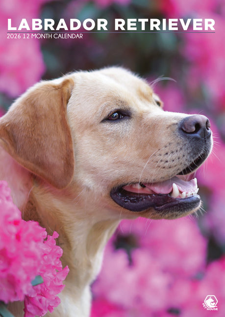 CalendarsRUs Labrador Retriever Blond A3 Kalender 2026
