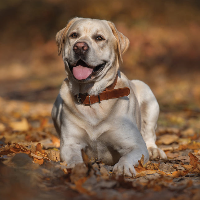 CalendarsRUs Labrador Retriever Blond Kalender 2026