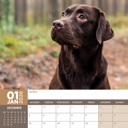 CalendarsRUs Labrador Retriever Bruin A3 Kalender 2026