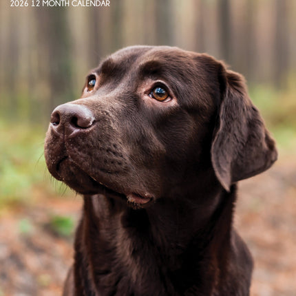 CalendarsRUs Labrador Retriever Bruin A3 Kalender 2026