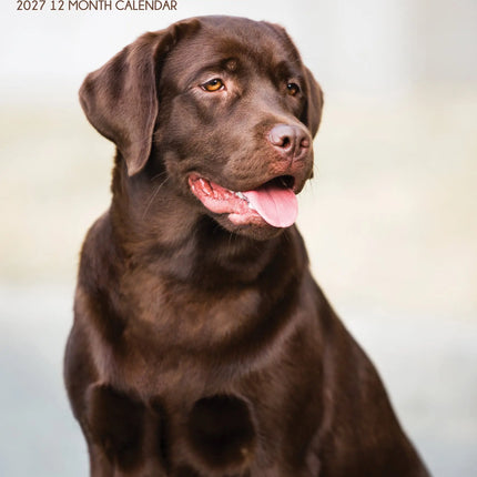 CalendarsRUs Labrador Retriever Bruin A3 Kalender 2027
