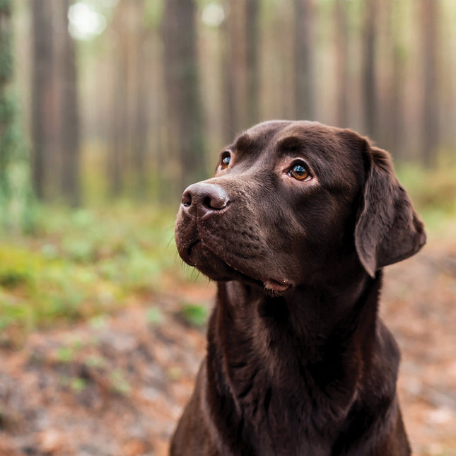 CalendarsRUs Labrador Retriever Bruin Kalender 2026