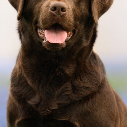 CalendarsRUs Labrador Retriever Bruin Slimline Kalender 2026
