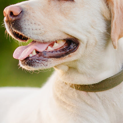 CalendarsRUs Labrador Retriever Slimline Kalender 2026