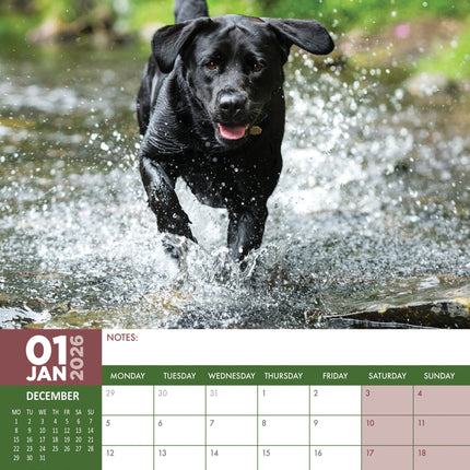CalendarsRUs Labrador Retriever Zwart A3 Kalender 2026