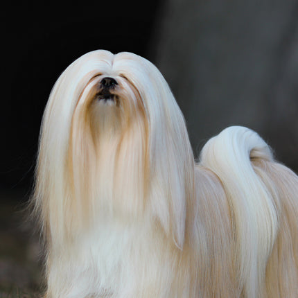 CalendarsRUs Lhasa Apso A3 Kalender 2025
