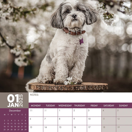 CalendarsRUs Lhasa Apso A3 Kalender 2025