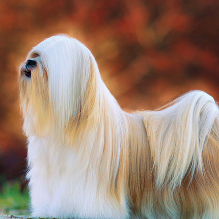 CalendarsRUs Lhasa Apso A3 Kalender 2026