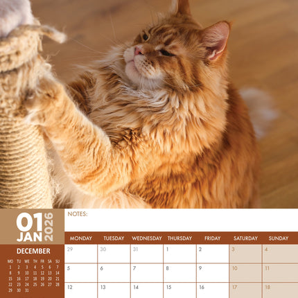 CalendarsRUs Maine Coon A3 Kalender 2026