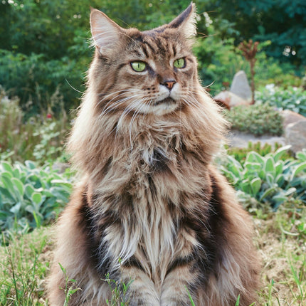 CalendarsRUs Maine Coon A3 Kalender 2027