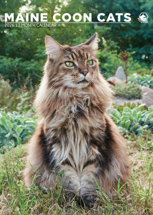 CalendarsRUs Maine Coon A3 Kalender 2027