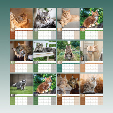 CalendarsRUs Maine Coon A3 Kalender 2027