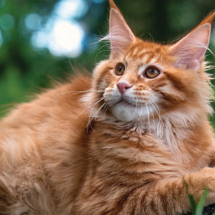 CalendarsRUs Maine Coon A3 Kalender 2027