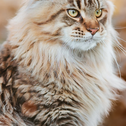 CalendarsRUs Maine Coon Slimline Kalender 2026