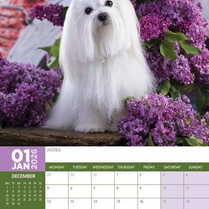 CalendarsRUs Maltezer A3 Kalender 2026