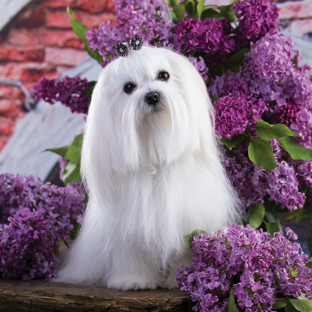 CalendarsRUs Maltezer Kalender 2026