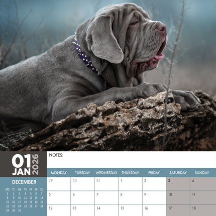 CalendarsRUs Mastino A3 Kalender 2026