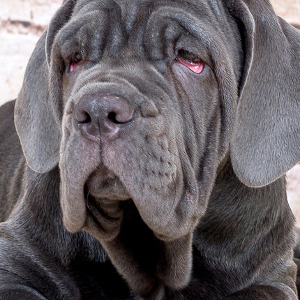 CalendarsRUs Mastino Napoletano Slimline Kalender 2026