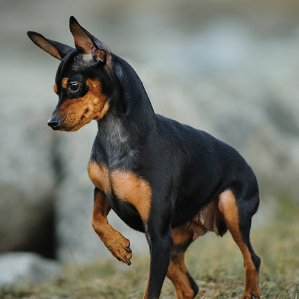 CalendarsRUs Miniatuur Pinscher A3 Kalender 2025