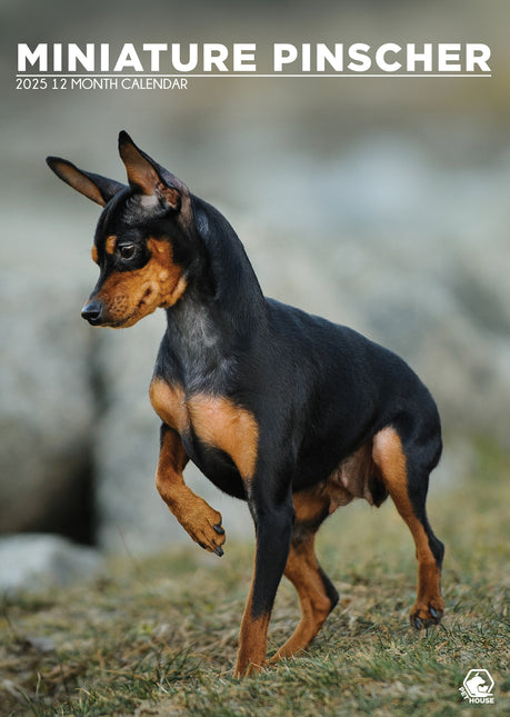 CalendarsRUs Miniatuur Pinscher A3 Kalender 2025
