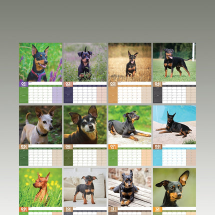 CalendarsRUs Miniatuur Pinscher A3 Kalender 2025