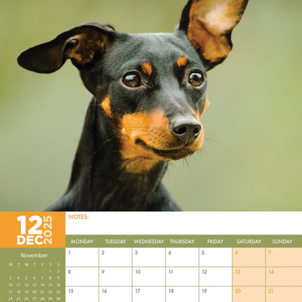 CalendarsRUs Miniatuur Pinscher A3 Kalender 2025