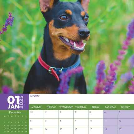CalendarsRUs Miniatuur Pinscher A3 Kalender 2025