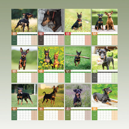CalendarsRUs Miniatuur Pinscher A3 Kalender 2026