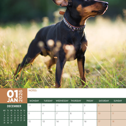 CalendarsRUs Miniatuur Pinscher A3 Kalender 2026