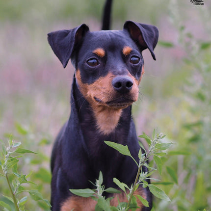 CalendarsRUs Miniatuur Pinscher A3 Kalender 2027