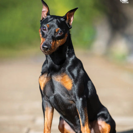 CalendarsRUs Miniatuur Pinscher A3 Kalender 2027