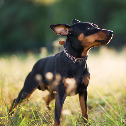 CalendarsRUs Miniatuur Pinscher Kalender 2026