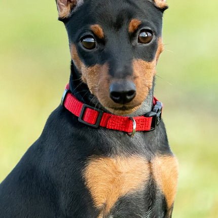 CalendarsRUs Miniatuur Pinscher Slimline Kalender 2026