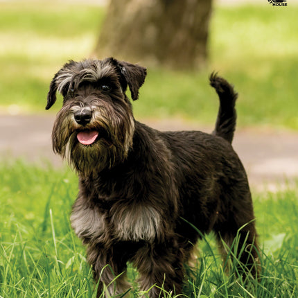 CalendarsRUs Miniatuur Schnauzer A3 Kalender 2026