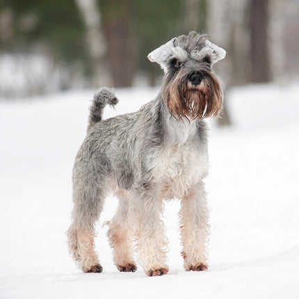 CalendarsRUs Miniatuur Schnauzer Kalender 2026