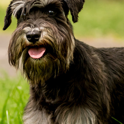 CalendarsRUs Miniatuur Schnauzer Slimline Kalender 2026