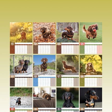CalendarsRUs Miniatuur Teckel A3 Kalender 2025