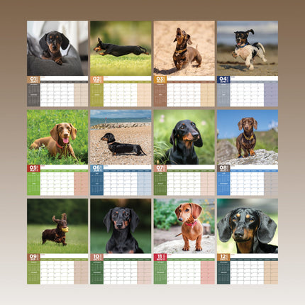 CalendarsRUs Miniatuur Teckel A3 Kalender 2026