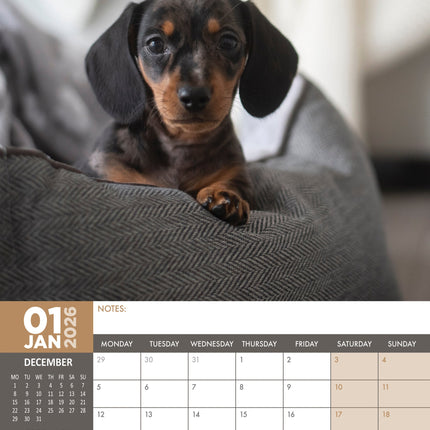 CalendarsRUs Miniatuur Teckel A3 Kalender 2026