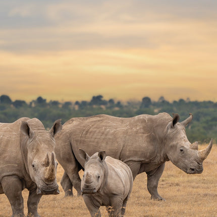 CalendarsRUs Neushoorn A3 Kalender 2026