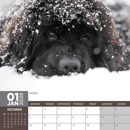 CalendarsRUs Newfoundlander A3 Kalender 2026