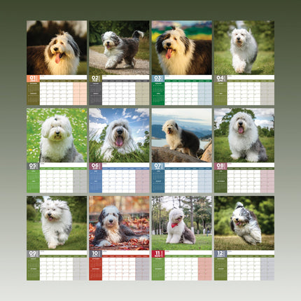 CalendarsRUs Old English Sheepdog A3 Kalender 2026