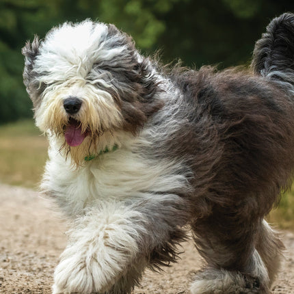 CalendarsRUs Old English Sheepdog A3 Kalender 2026