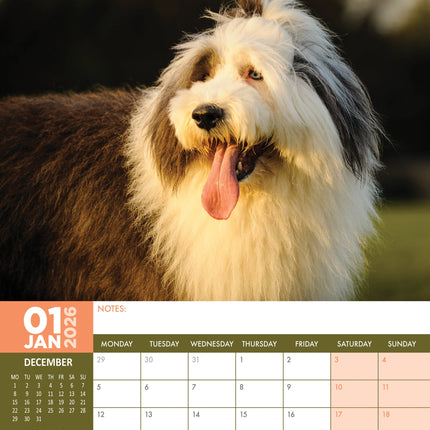 CalendarsRUs Old English Sheepdog A3 Kalender 2026